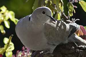 dove guardian angel