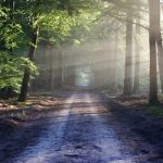 connecting trees to the Paramatman light