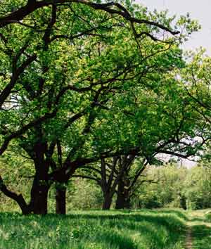 Trees are Portals into the Deeper Reality